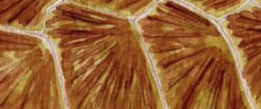 Turtle Texture